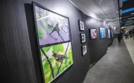 Galeria Pod Napięciem. Fotografie ptaków oprawione w czarne ramy wyeksponowane na ciemnym tle.